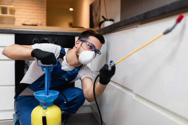 Best Wasp Removal Services  in Spring Valley, CA