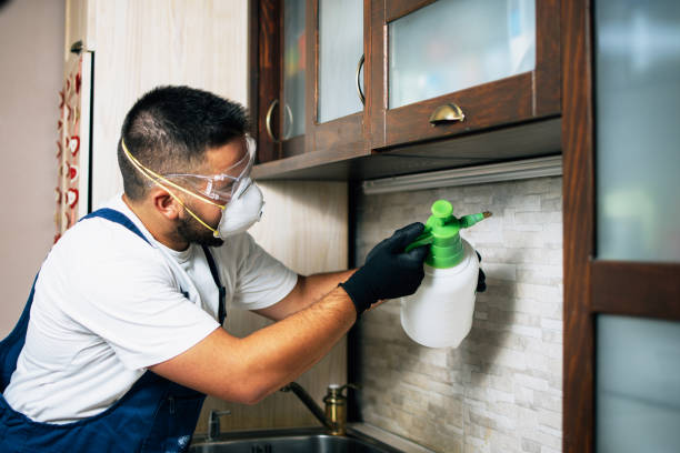 Trusted Spring Valley, CA Pest Control Experts