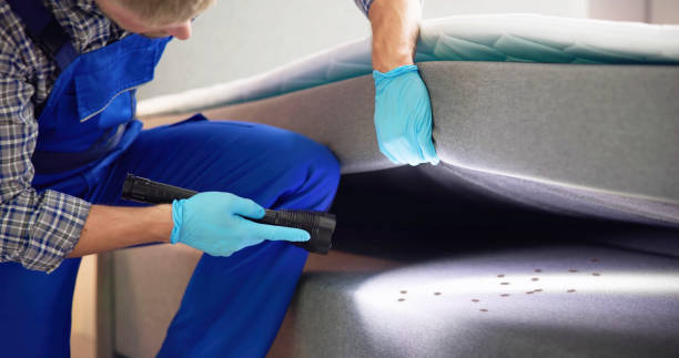 Wasp Removal Services in Spring Valley, CA