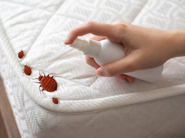 Best Pest Prevention Services  in Spring Valley, CA