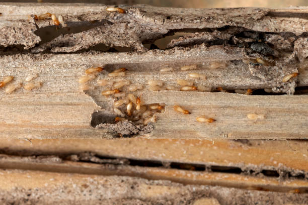 Best Exterminator Services  in Spring Valley, CA